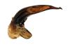 Harpalus rufipalpis